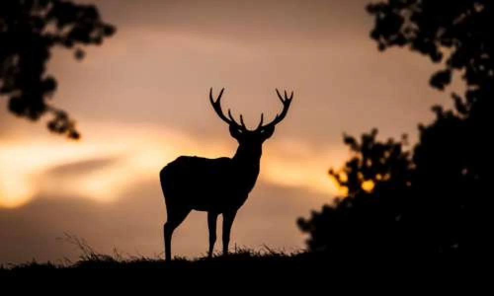 Πενσιλβάνια: Aστυνομικοί βρήκαν ζωντανό ελάφι σε πορτμπαγκάζ